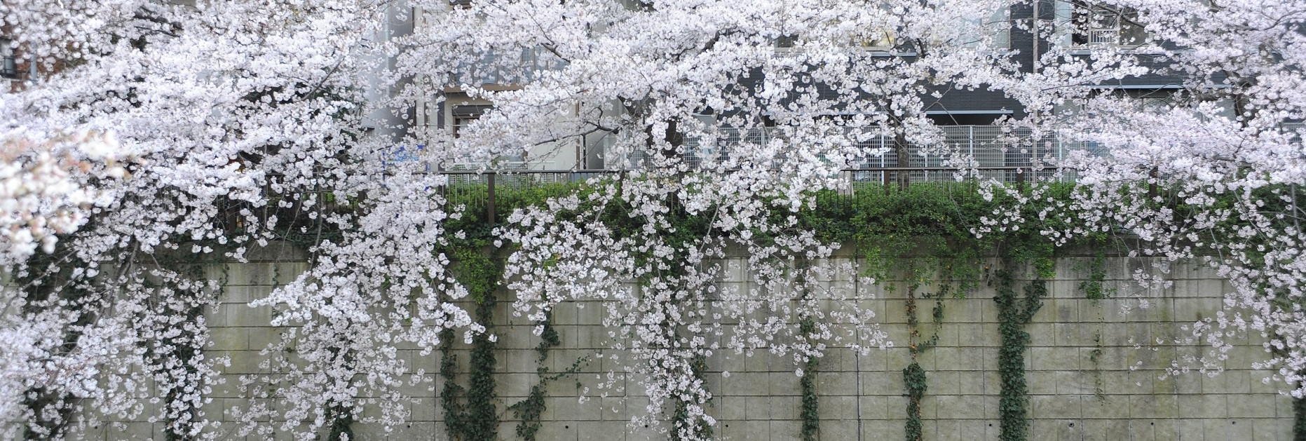 Sakura blossom along the Meguro River